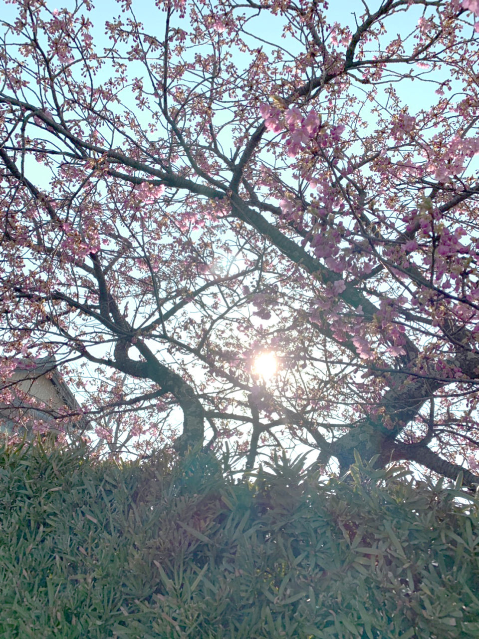 桜