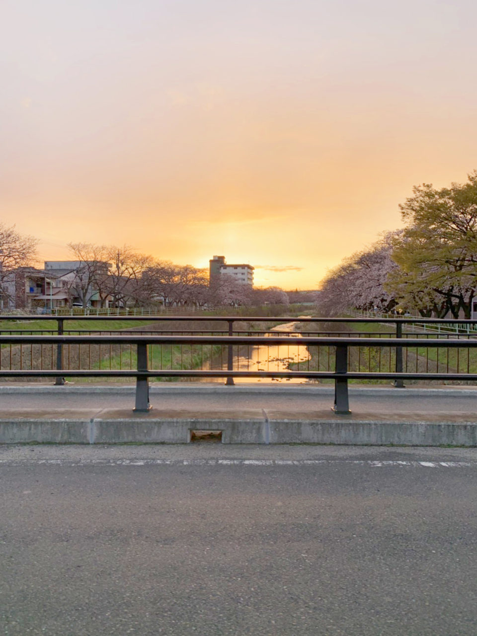 香流川の桜並木