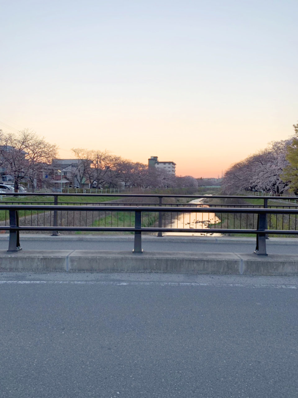 香流川の桜並木2