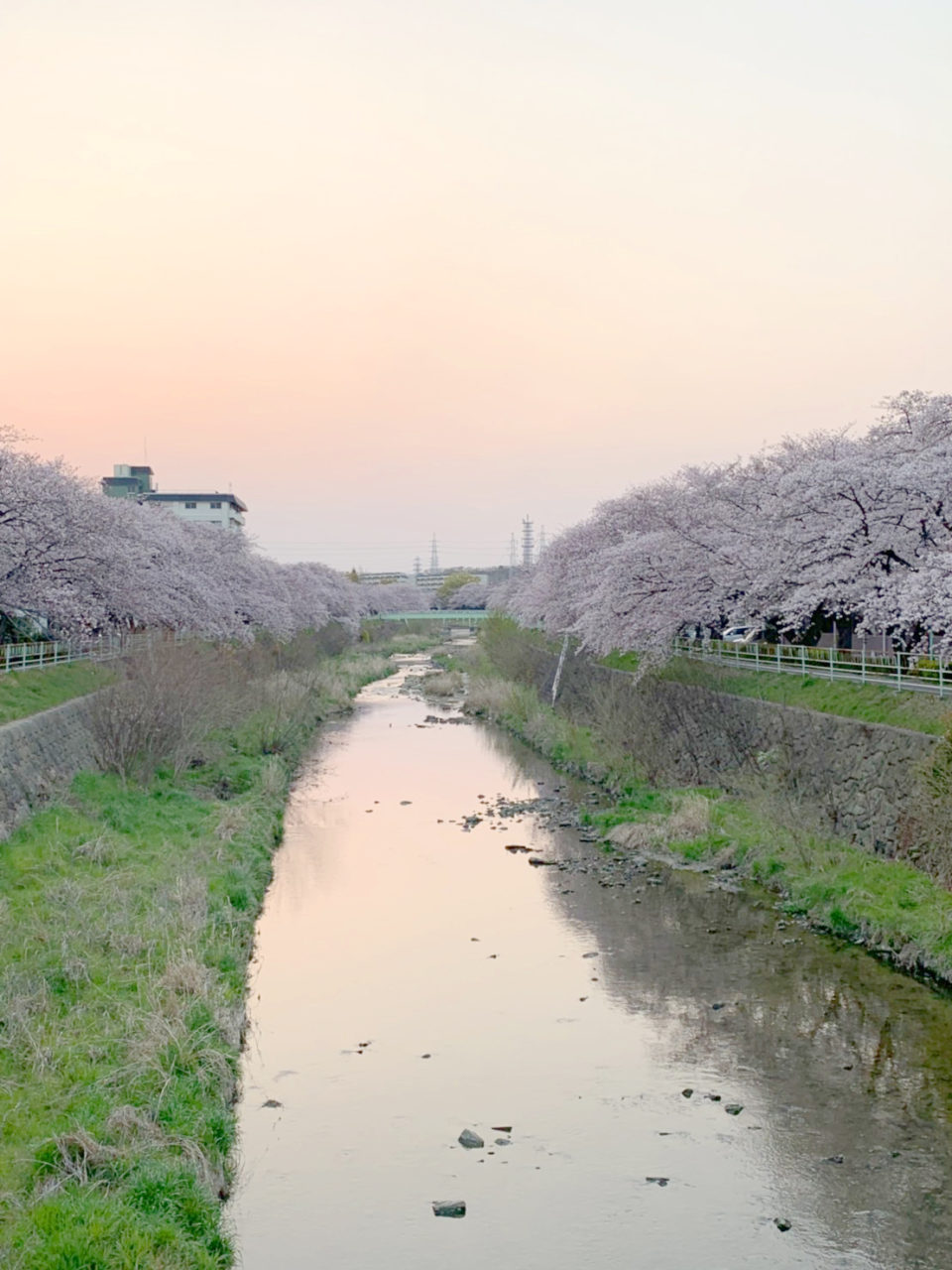 桜並木も満開