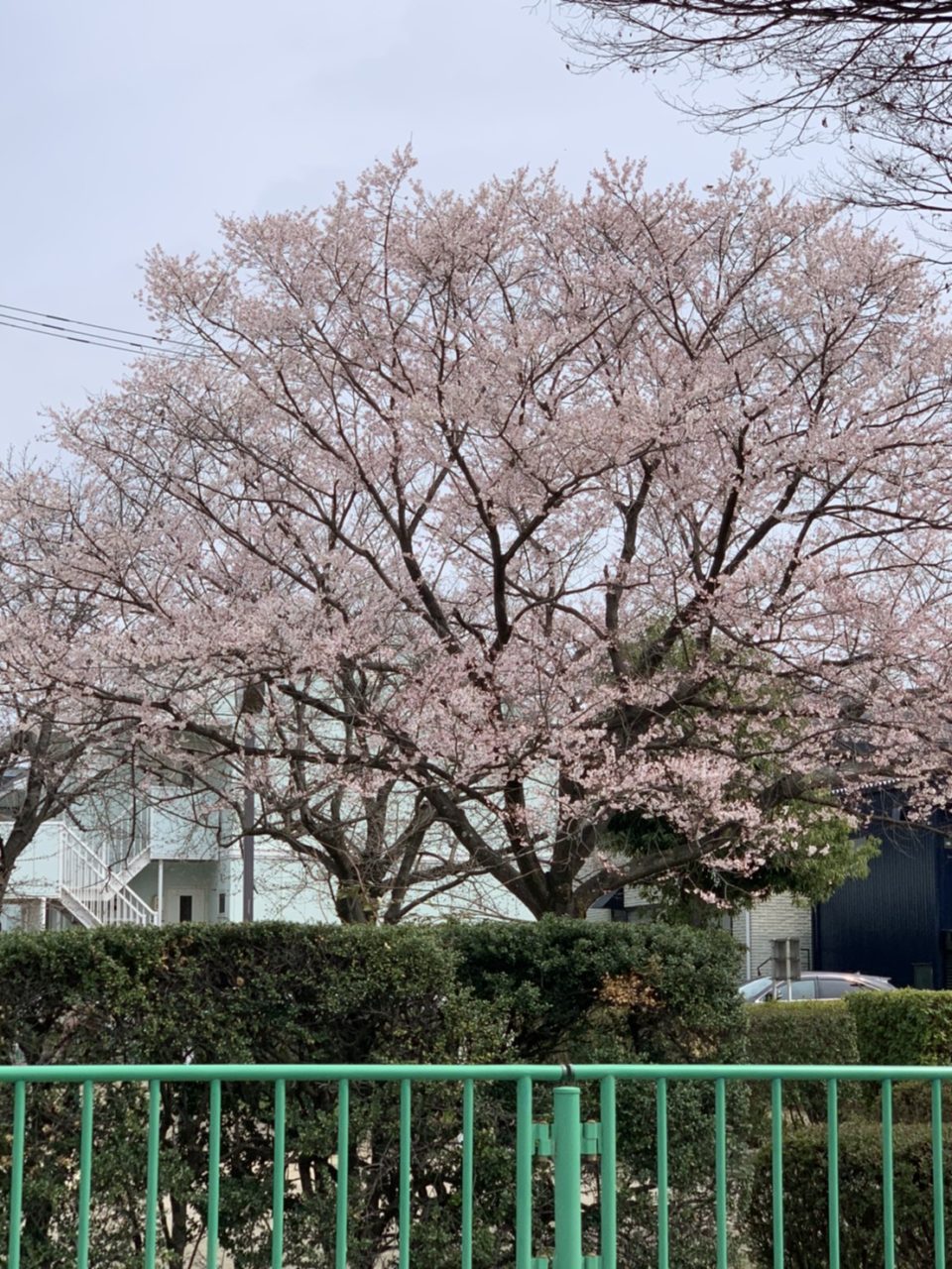 
尾張旭市の現場の近く桜?満開です。